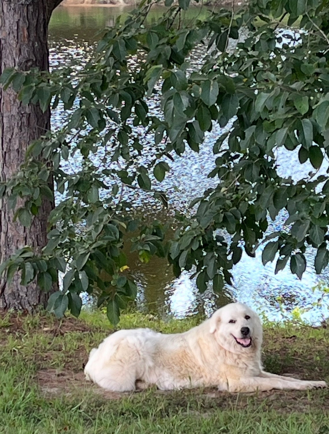 White Great Pyrenees dog resting by the lake