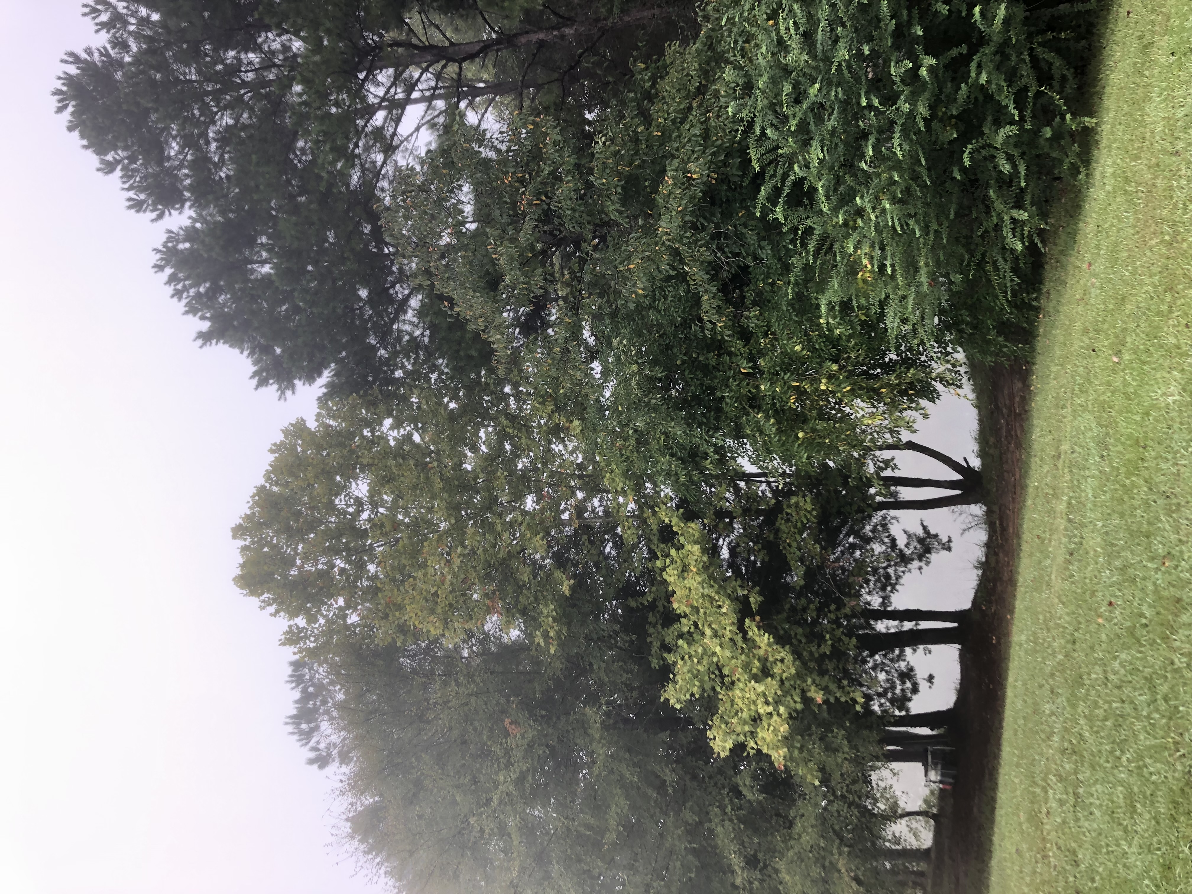 Misty morning view through the trees